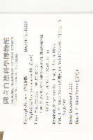 虎皮楠藏品圖，第2張