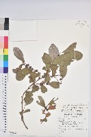 倒卵葉算盤子藏品圖，第1張