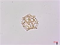 登錄號:S148224藏品圖，第1張