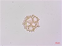 登錄號:S148224藏品圖，第2張