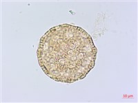 登錄號:S148226藏品圖，第1張