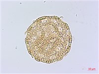 登錄號:S148226藏品圖，第2張