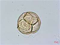 登錄號:S148229藏品圖，第2張