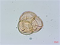 登錄號:S148229藏品圖，第3張