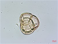 登錄號:S148229藏品圖，第4張