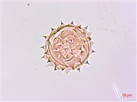 山菊藏品圖，第1張