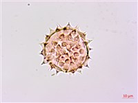 山菊藏品圖，第2張