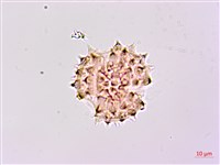 山菊藏品圖，第3張