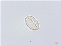 凹葉柃木、濱柃木、翠米茶藏品圖，第1張