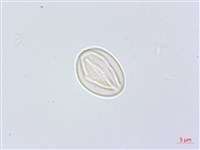 凹葉柃木、濱柃木、翠米茶藏品圖，第2張