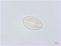 凹葉柃木、濱柃木、翠米茶藏品圖，第3張