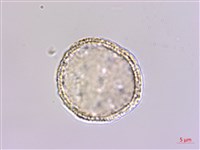 登錄號:S148248藏品圖，第1張