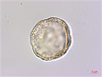 登錄號:S148248藏品圖，第2張