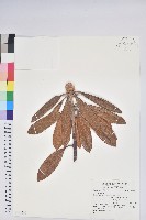 登錄號:S148249藏品圖，第1張