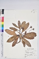 登錄號:S148251藏品圖，第1張