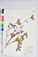 登錄號:S148252藏品圖，第1張