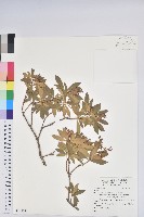 登錄號:S148254藏品圖，第1張