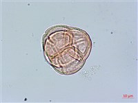 登錄號:S148254藏品圖，第2張