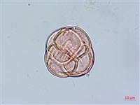 登錄號:S148254藏品圖，第4張