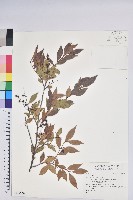 登錄號:S148259藏品圖，第1張