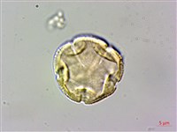 日本茵芋，深山茵芋藏品圖，第1張