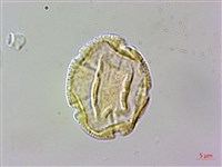 日本茵芋，深山茵芋藏品圖，第2張