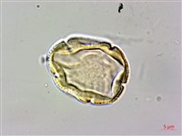 日本茵芋，深山茵芋藏品圖，第3張