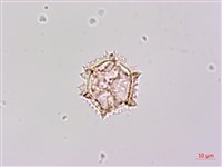 登錄號:S148266藏品圖，第2張