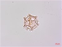 登錄號:S148266藏品圖，第3張