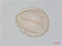 茶梅、山茶藏品圖，第1張