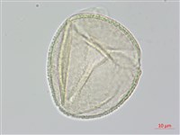 茶梅、山茶藏品圖，第2張