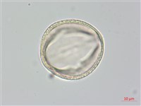 茶梅、山茶藏品圖，第3張