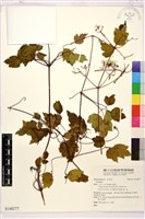 登錄號:S148277藏品圖，第1張