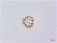 山白蘭藏品圖，第1張