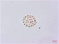 山白蘭藏品圖，第2張