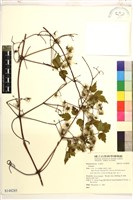 登錄號:S148285藏品圖，第1張