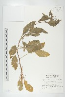 登錄號:S148286藏品圖，第1張