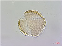 登錄號:S148286藏品圖，第2張