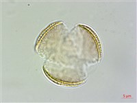 登錄號:S148286藏品圖，第3張