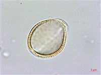 登錄號:S148286藏品圖，第4張