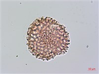 火炭母草、清飯藤藏品圖，第2張