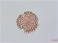 火炭母草、清飯藤藏品圖，第3張