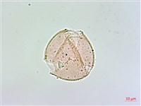 登錄號:S148303藏品圖，第1張