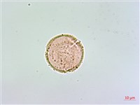 登錄號:S148303藏品圖，第2張