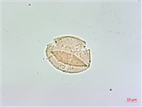 登錄號:S148303藏品圖，第3張