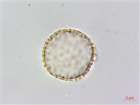 登錄號:S148308藏品圖，第1張