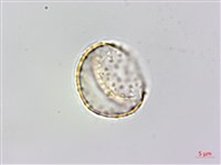 登錄號:S148308藏品圖，第2張