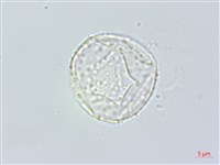 登錄號:S148309藏品圖，第1張