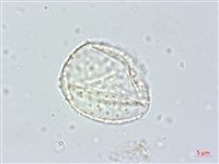 登錄號:S148309藏品圖，第2張