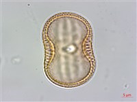 爵床藏品圖，第1張